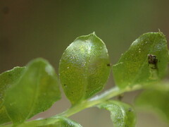 Plagiomnium rostratum