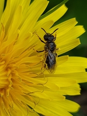 Halictidae