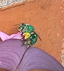 Euglossa