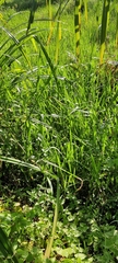 Oryza sativa
