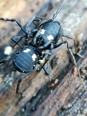 Nemastoma bimaculatum