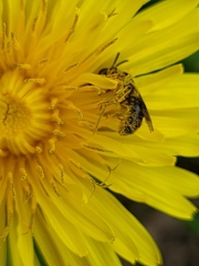 Halictidae
