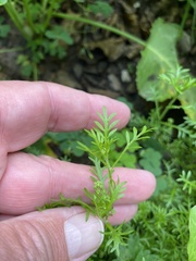 Lepidium didymum