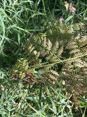 Athyrium filix-femina