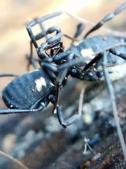 Nemastoma bimaculatum