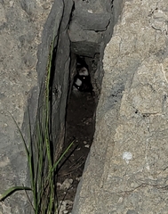 Spilogale gracilis