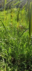 Oryza sativa