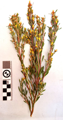 Leucadendron rubrum