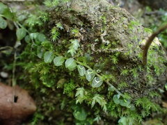 Plagiomnium rostratum