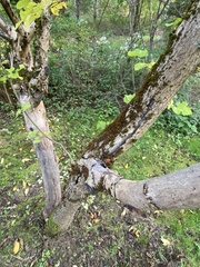 Morus nigra