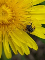 Halictidae