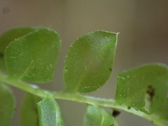 Plagiomnium rostratum