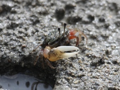 Gelasiminae