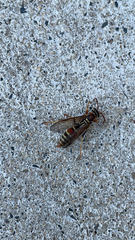 Polistes dorsalis