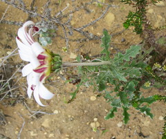 Arctotis pinnatifida