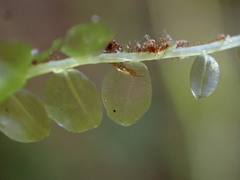 Plagiomnium rostratum