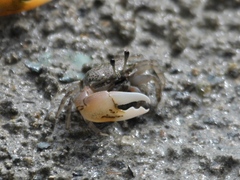 Gelasiminae