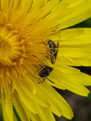 Halictidae