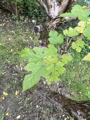 Morus nigra