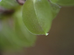 Plagiomnium rostratum