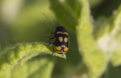 Cryptocephalus octoguttatus