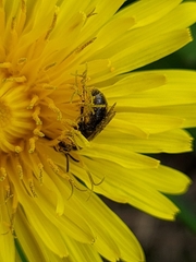 Halictidae