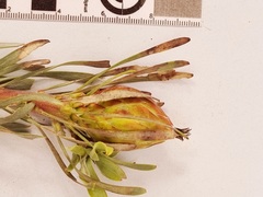 Leucadendron rubrum
