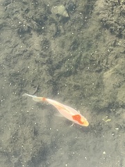 Cyprinus rubrofuscus