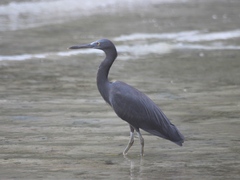 Egretta sacra