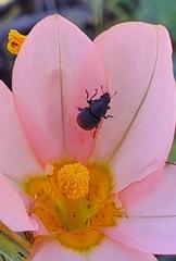 Urodontinae