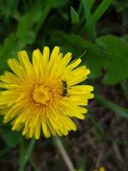 Halictidae
