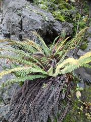Dryopteris fragrans