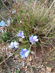 Aristea africana