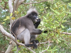 Trachypithecus obscurus