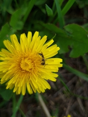Halictidae