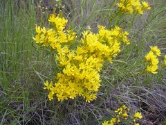 Crepis