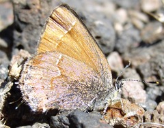 Callophrys gryneus