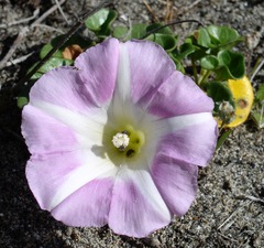 Calystegia soldanella
