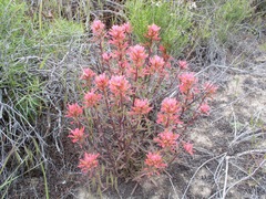 Castilleja chromosa