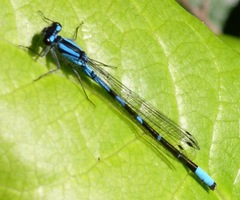 Enallagma annexum