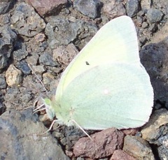 Colias alexandra