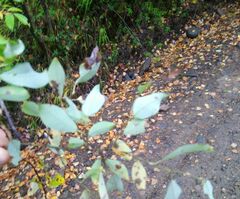 Salix bebbiana