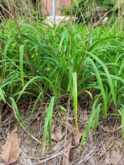 Carex pendula