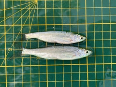 Hemiculter leucisculus