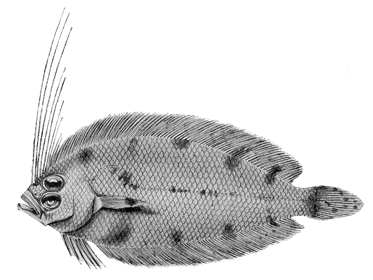 Large-Crested Lefteye Flounder