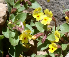 Erythranthe alsinoides