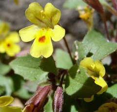Erythranthe alsinoides
