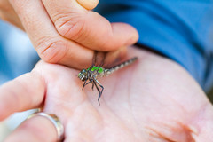 Ophiogomphus colubrinus