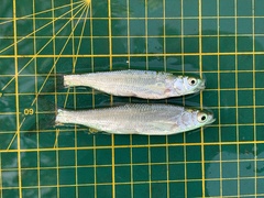 Hemiculter leucisculus