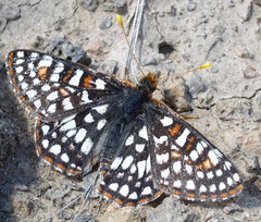 Euphydryas anicia veazieae